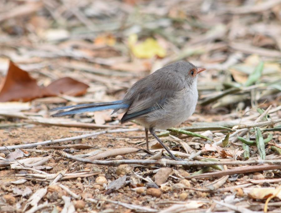 Wren fairy - -008.JPG